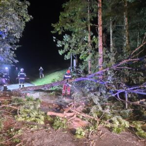 Baum auf Straße 9 Juli