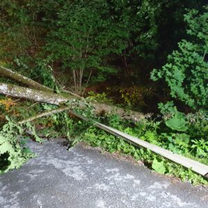 Baum auf Straße 9 Juli_2